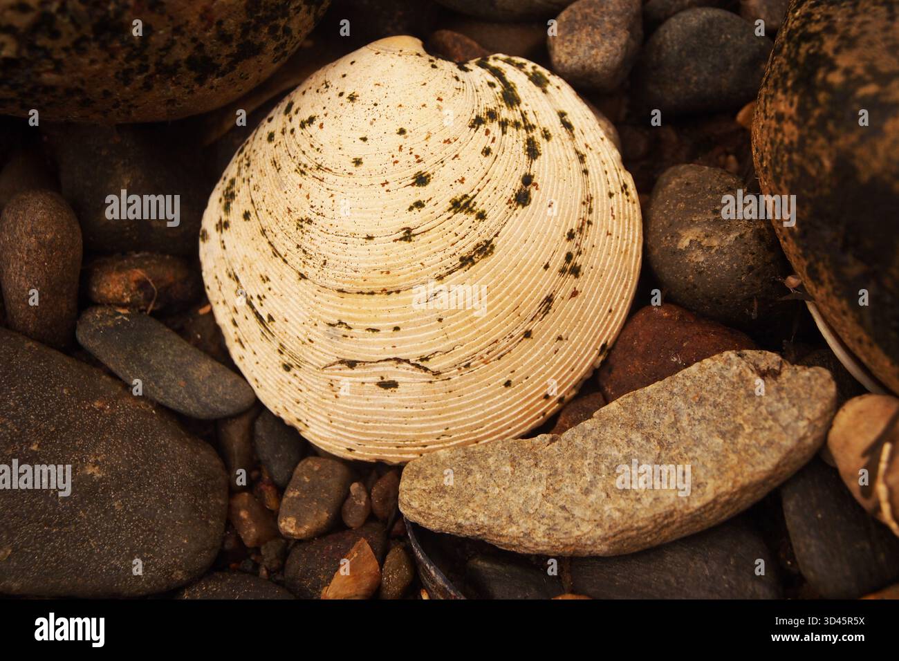 Un'unica conchiglia di vongole a righe su una spiaggia scozzese Foto Stock