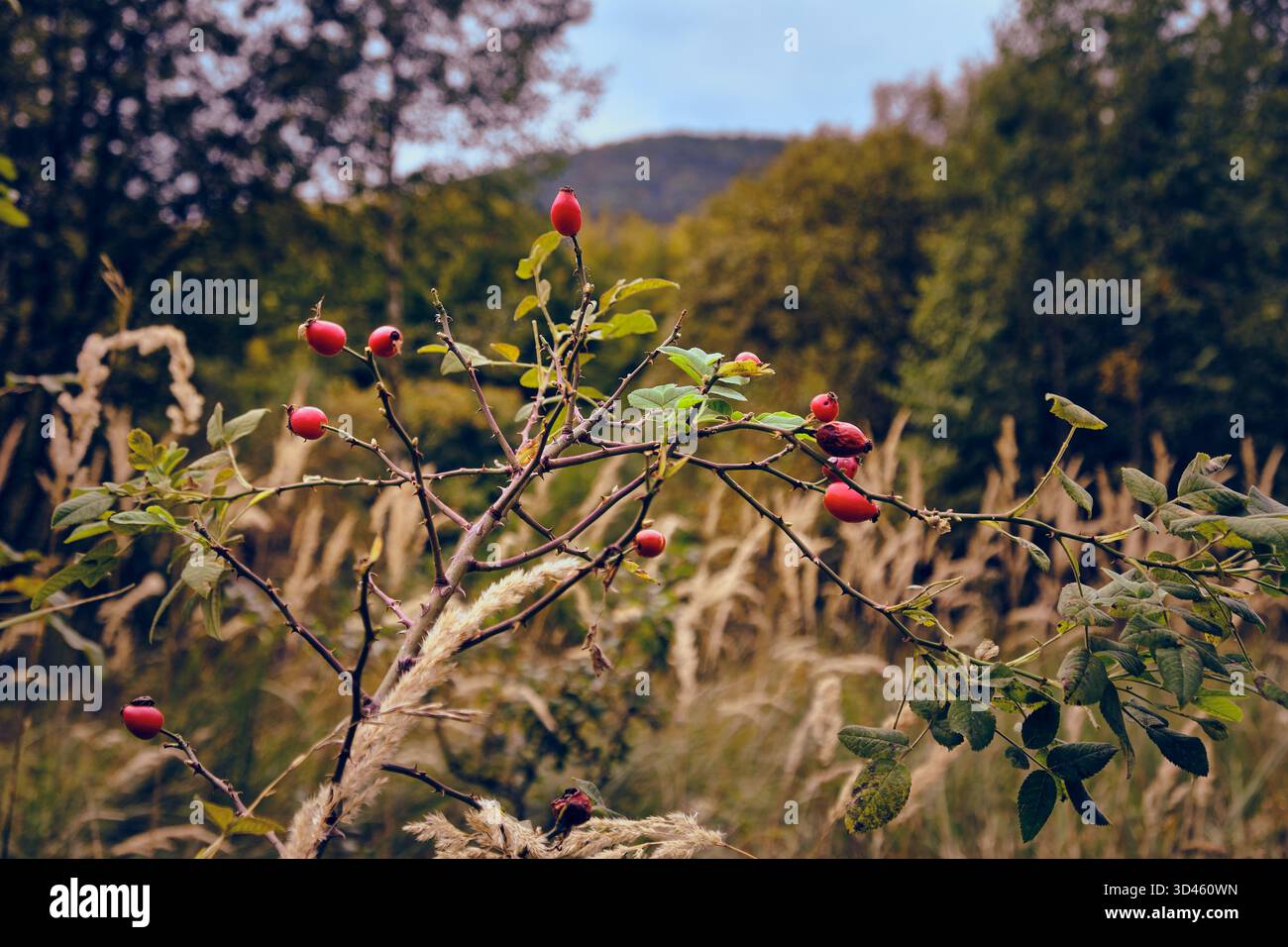 Rosa fianchi selvatica su un ramo in un ambiente naturale. Umore autunnale con sfondo sfocato. Foto Stock
