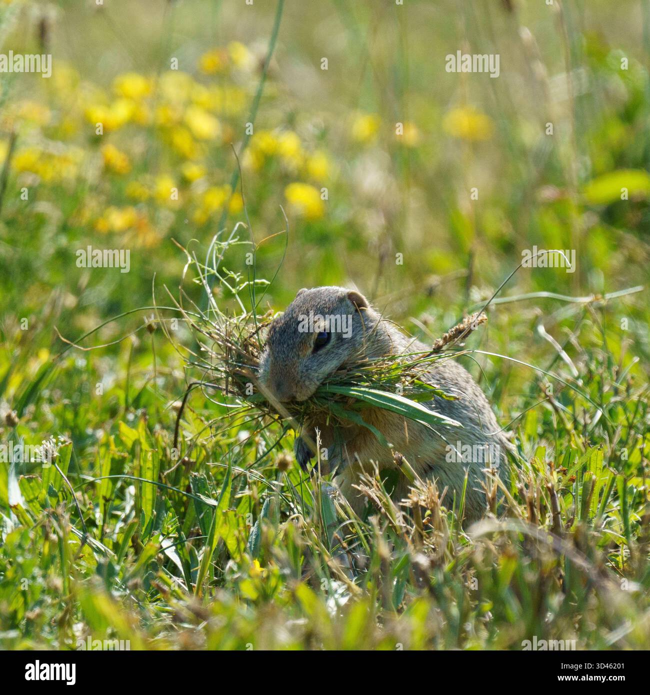 Uno scoiattolo europeo (Spermophilus citellus), una specie in via di estinzione, si trova in un campo erboso con un boccale d'erba, probabilmente raccogliendo nistina Foto Stock