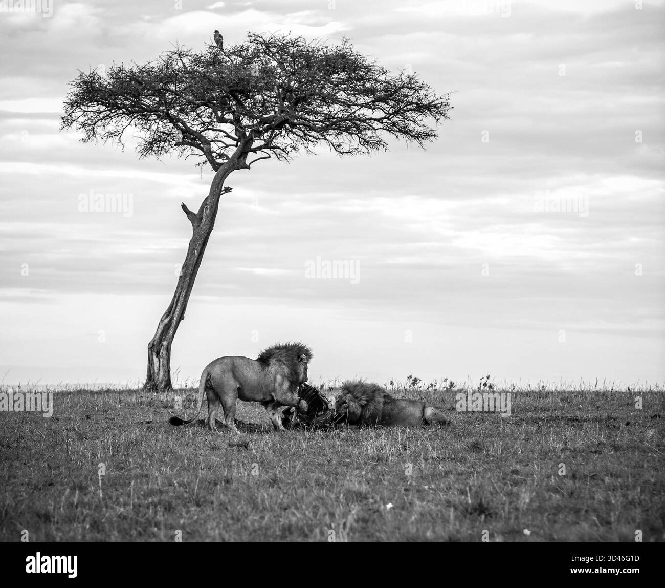 Due leoni che si nutrono di una recente uccisione nella vasta savana africana, riposati sotto la silhouette iconica di un albero di acacia Foto Stock