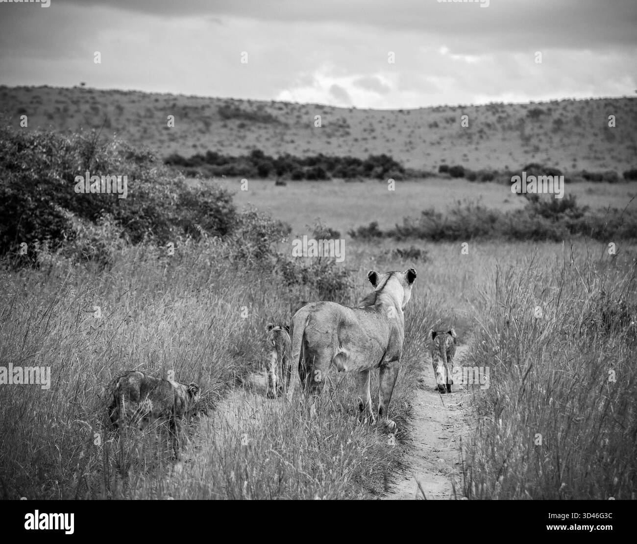 Lioness cammina accanto ai suoi tre cuccioli giocosi su una strada sterrata, attraversando la vasta savana di Masai Mara, Kenya Foto Stock