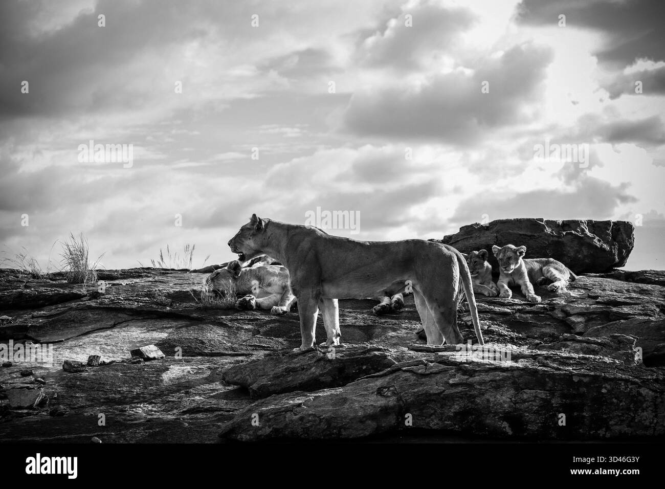 Orgoglio dei leoni che riposano su un terreno roccioso sotto un cielo azzurro luminoso con nuvole sparse, mostrando la bellezza della fauna selvatica nel loro habitat naturale Foto Stock