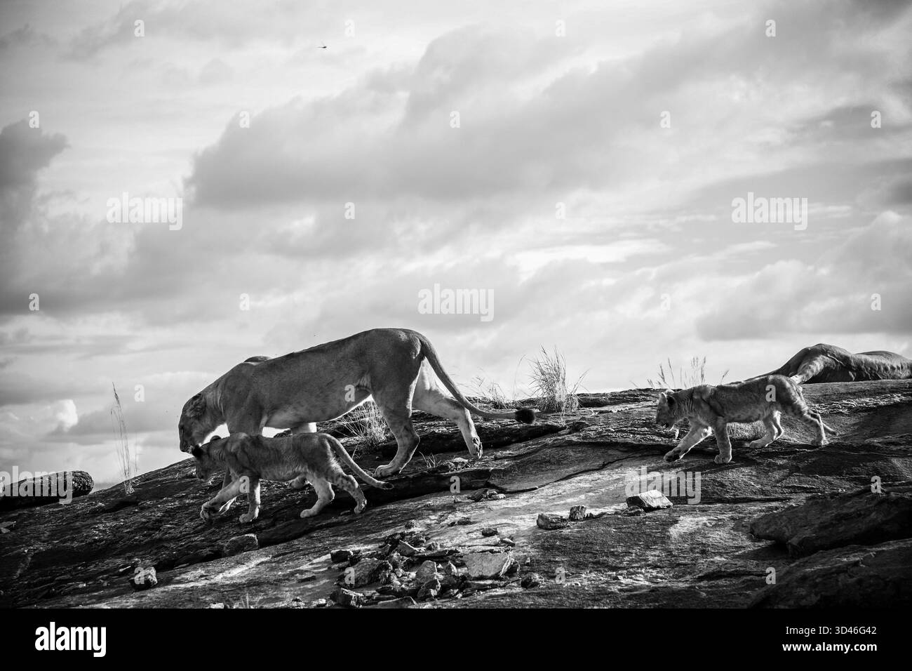 Lioness conduce i suoi cuccioli attraverso un affioramento roccioso nel Parco Nazionale del Serengeti, Tanzania, sotto un cielo nuvoloso Foto Stock