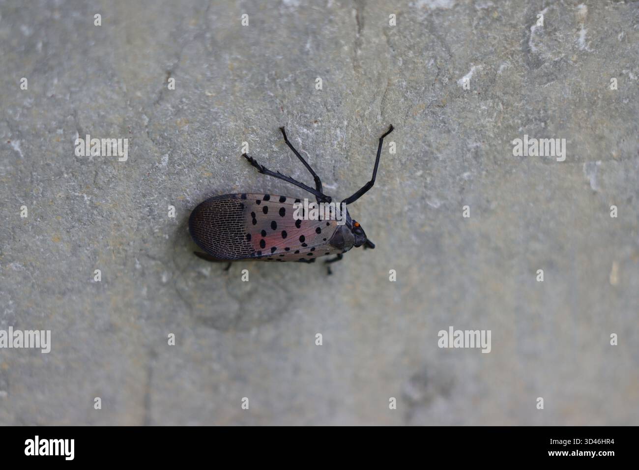 Una lanterna maculata che strizza su un muro Foto Stock