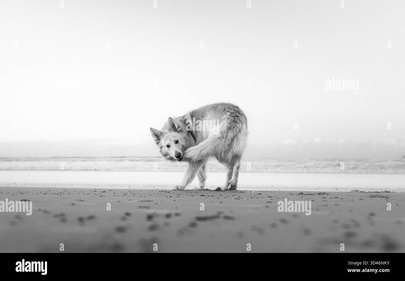 Pastore bianco tedesco in spiaggia Foto Stock