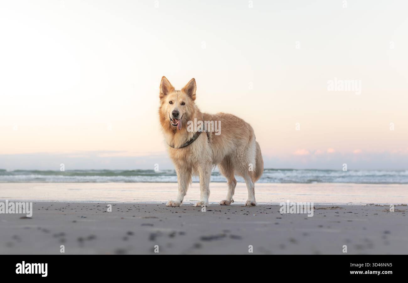 Pastore bianco tedesco in spiaggia Foto Stock