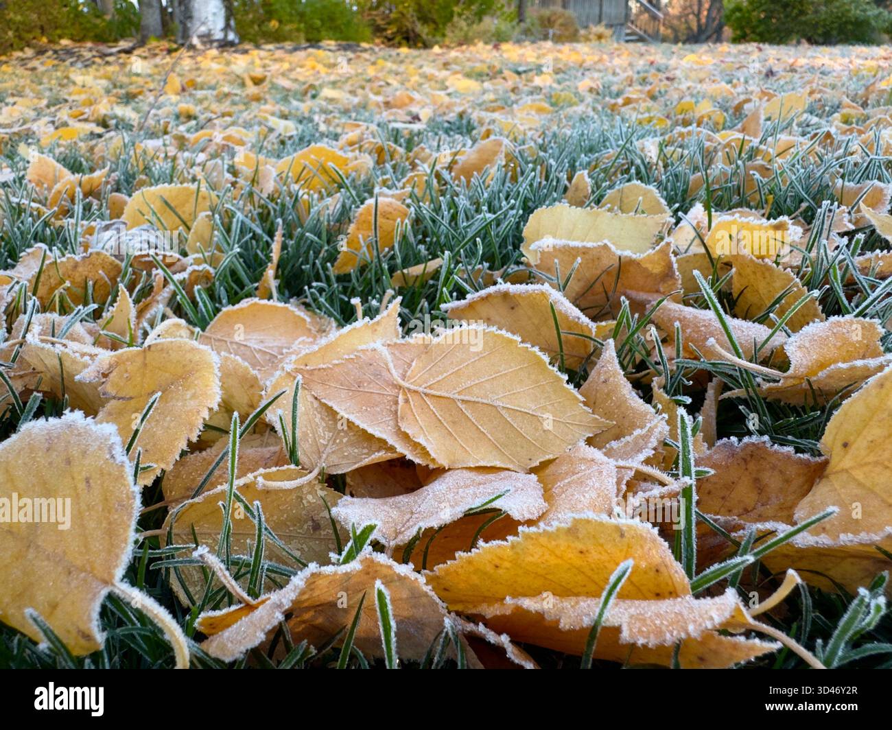 Foglie autunnali ghiacciate sull'erba verde. foglie autunnali gialle ricoperte di gelo mattutino su erba verde fresca. Spettacolo sullo sfondo naturale stagionale Foto Stock