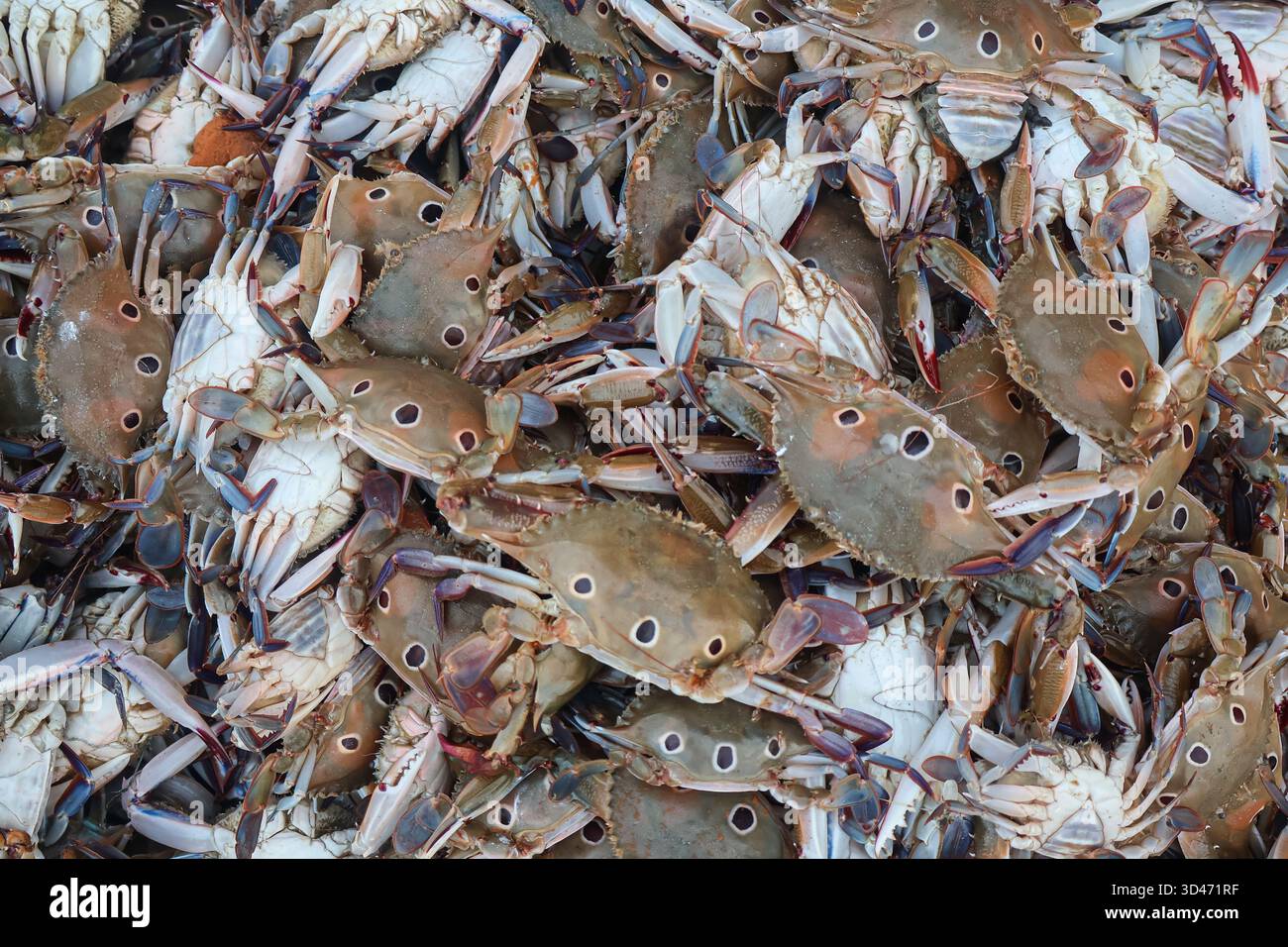 Granchi marini sullo sfondo senza cuciture. Granchi crudi sul mercato. Chiamato anche granchio nuotatore, Portunus Pelagicus. Foto Stock