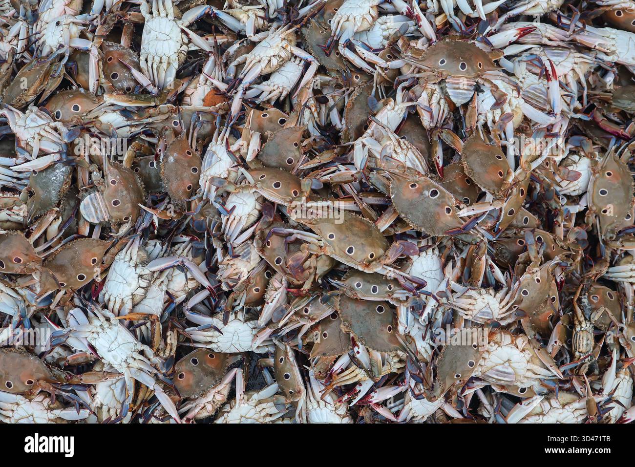 Granchi marini sullo sfondo senza cuciture. Granchi crudi sul mercato. Chiamato anche granchio nuotatore, Portunus Pelagicus. Foto Stock