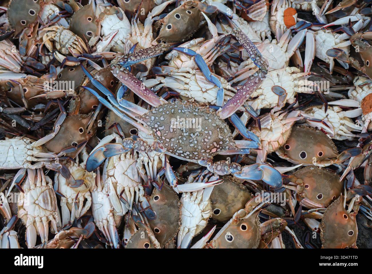 Granchi marini sullo sfondo senza cuciture. Granchi crudi sul mercato. Chiamato anche granchio nuotatore, Portunus Pelagicus. Foto Stock