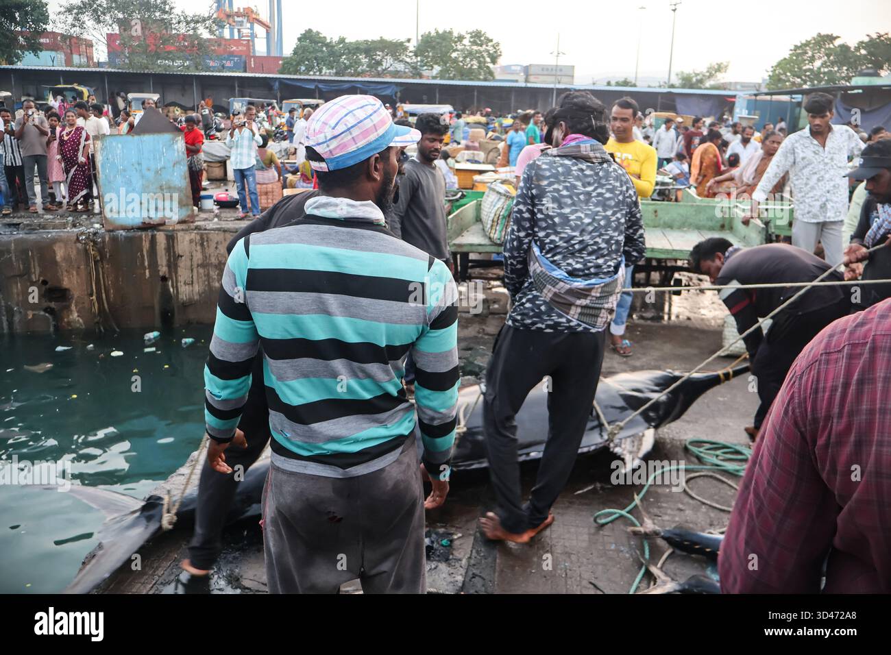 Visakhapatnam, AP, India - 2 novembre 2025: Enorme pesce spada catturato dai pescatori indiani. Chiamato anche Broadbill, un grande pesce predatore. Pesca serale. Foto Stock