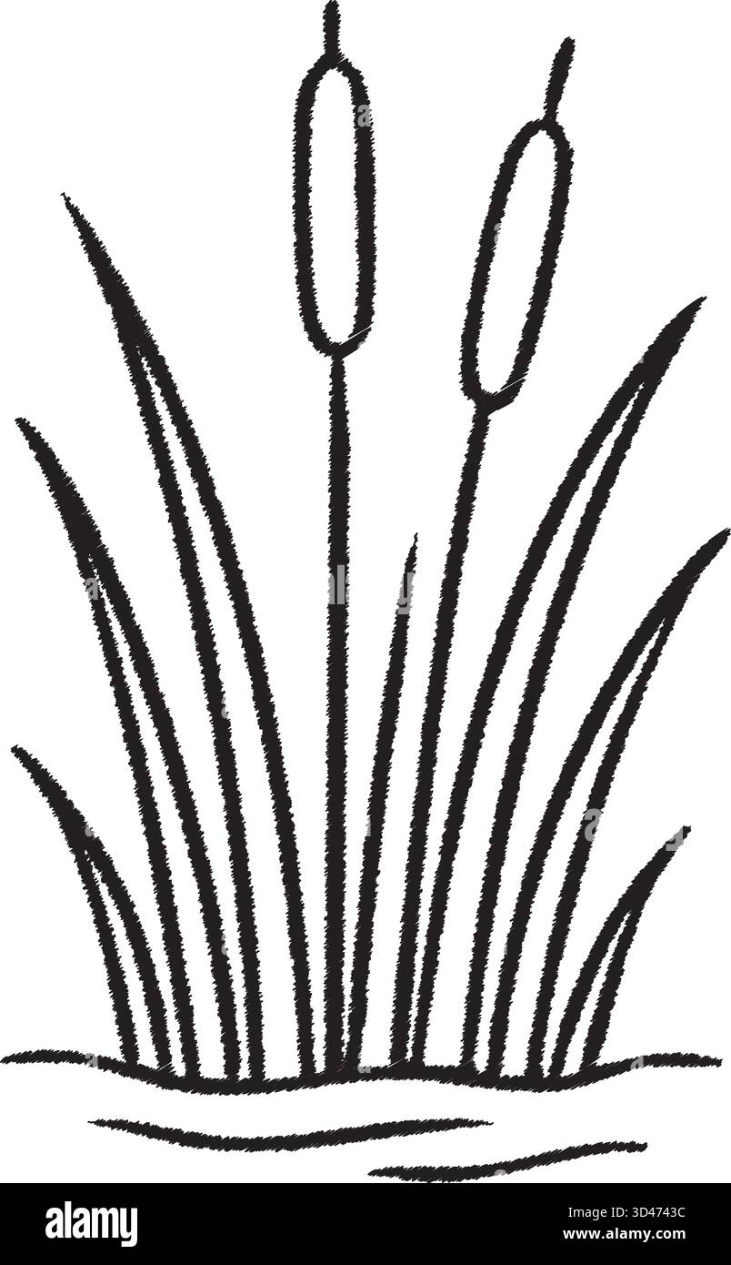 Tre alti steli di coda di gatto sorgono dall'acqua che rappresentano un habitat paludoso nell'arte della linea nera Illustrazione Vettoriale