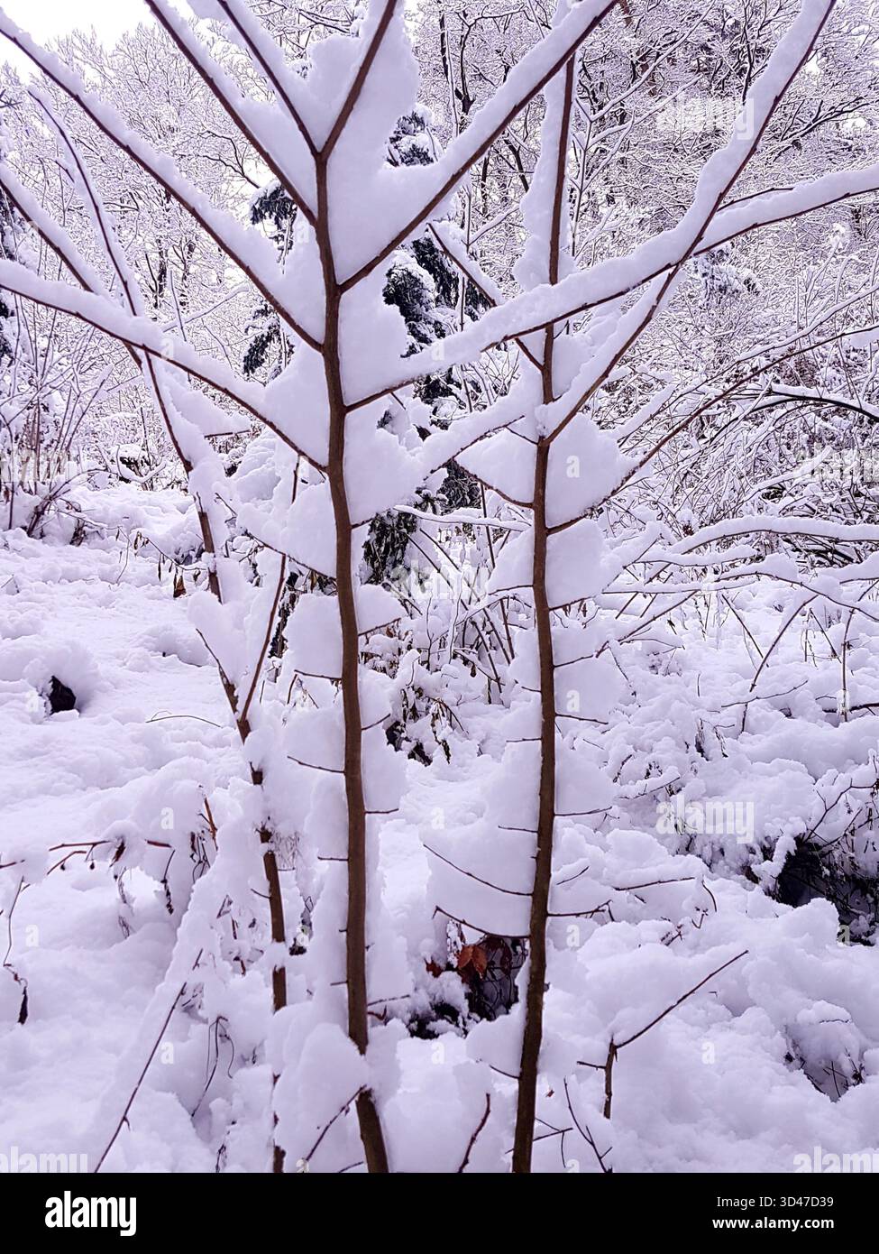 Una morbida scena invernale che mostra sottili e fragili rami nella foresta leggermente ricoperti di neve fresca. Foto Stock