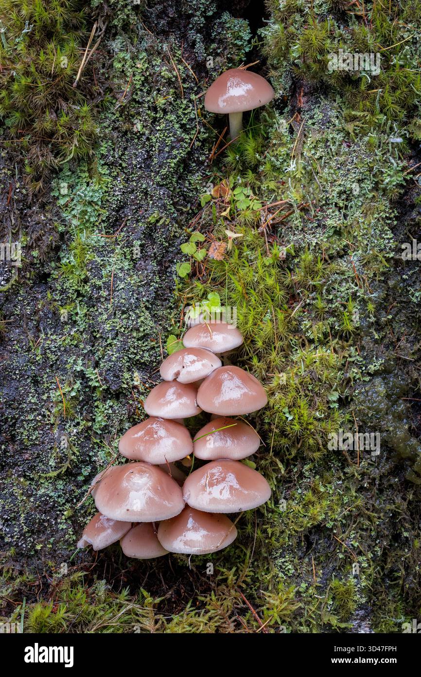 Gruppo di funghi che cresce alla base di un tronco trtee ricoperto di muschio di Lichen, Scozia, Regno Unito Foto Stock