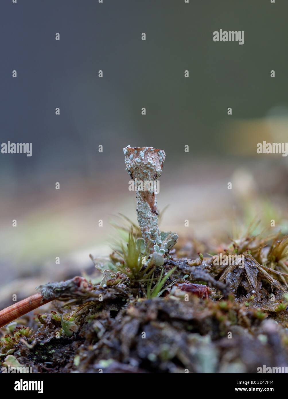 Tromba Lichen [ Cladonia fimbriata ] che cresce su una roccia muschiata, Scozia, Regno Unito Foto Stock