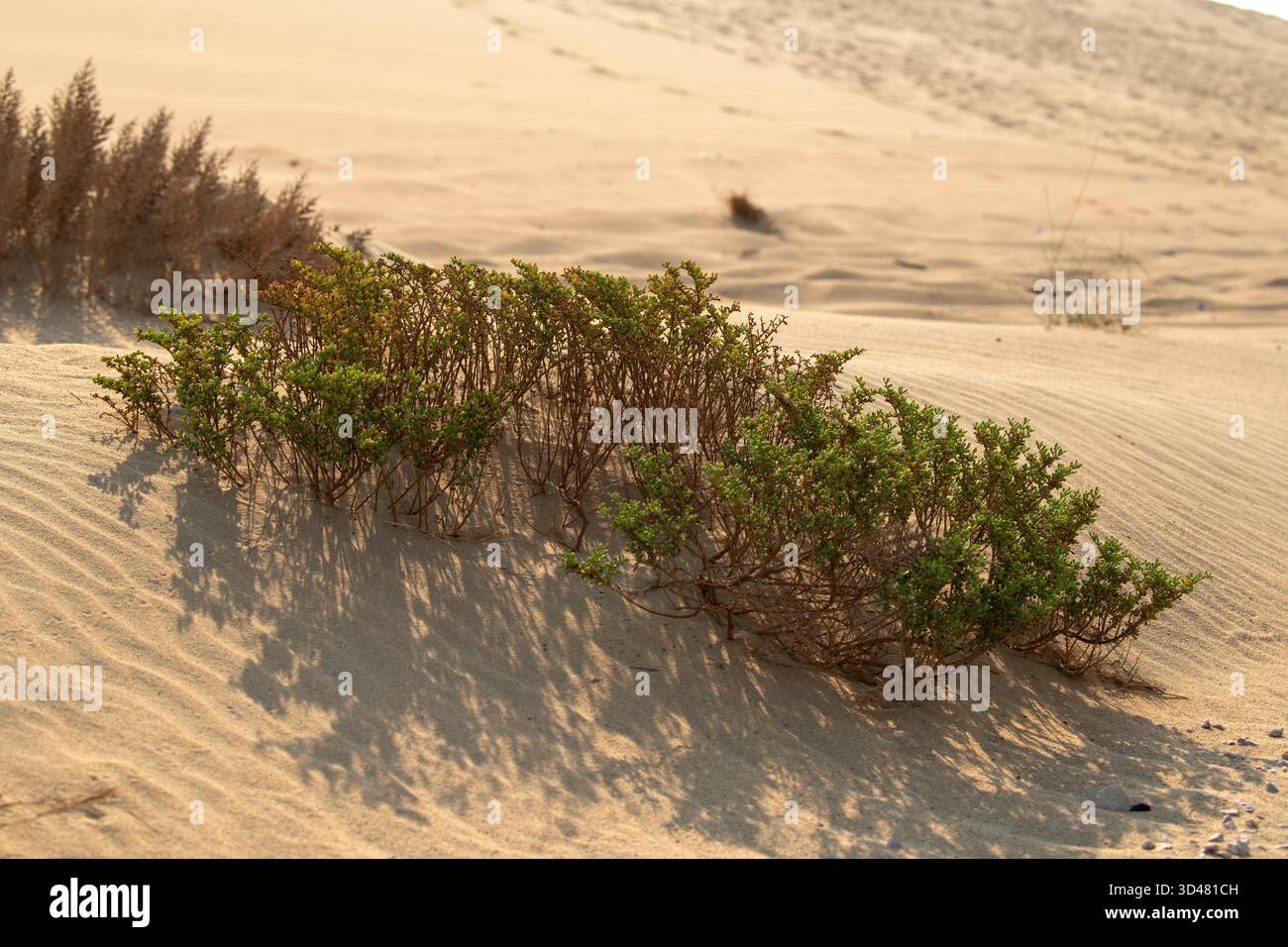 Doha, Qatar - 30 ottobre 2025: Primo piano di piante verdi del deserto che crescono in sabbia secca sotto la luce calda del sole. Pianta alofita del deserto del Qatar Foto Stock