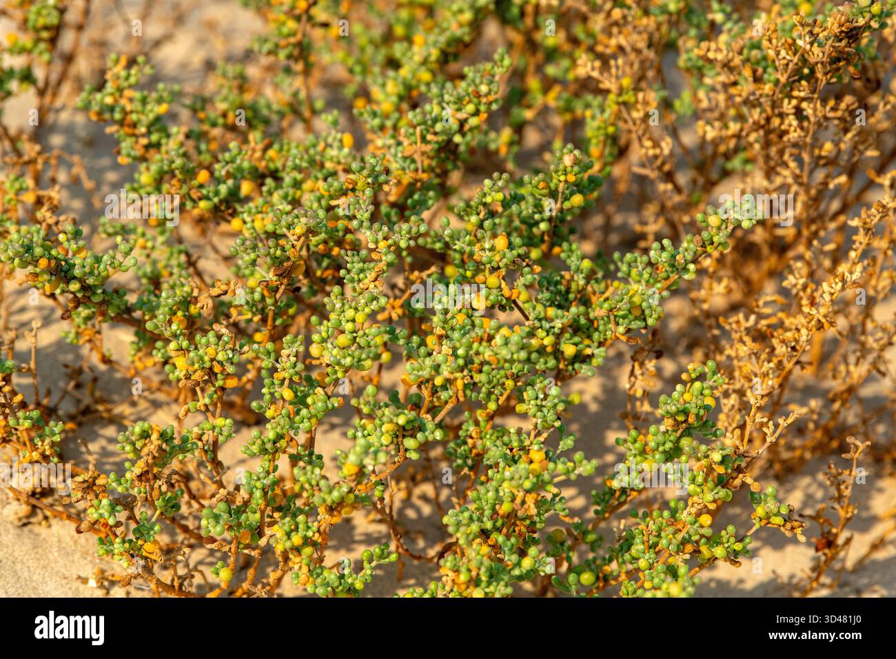Doha, Qatar - 30 ottobre 2025: Primo piano di piante verdi del deserto che crescono in sabbia secca sotto la luce calda del sole. Pianta alofita del deserto del Qatar Foto Stock