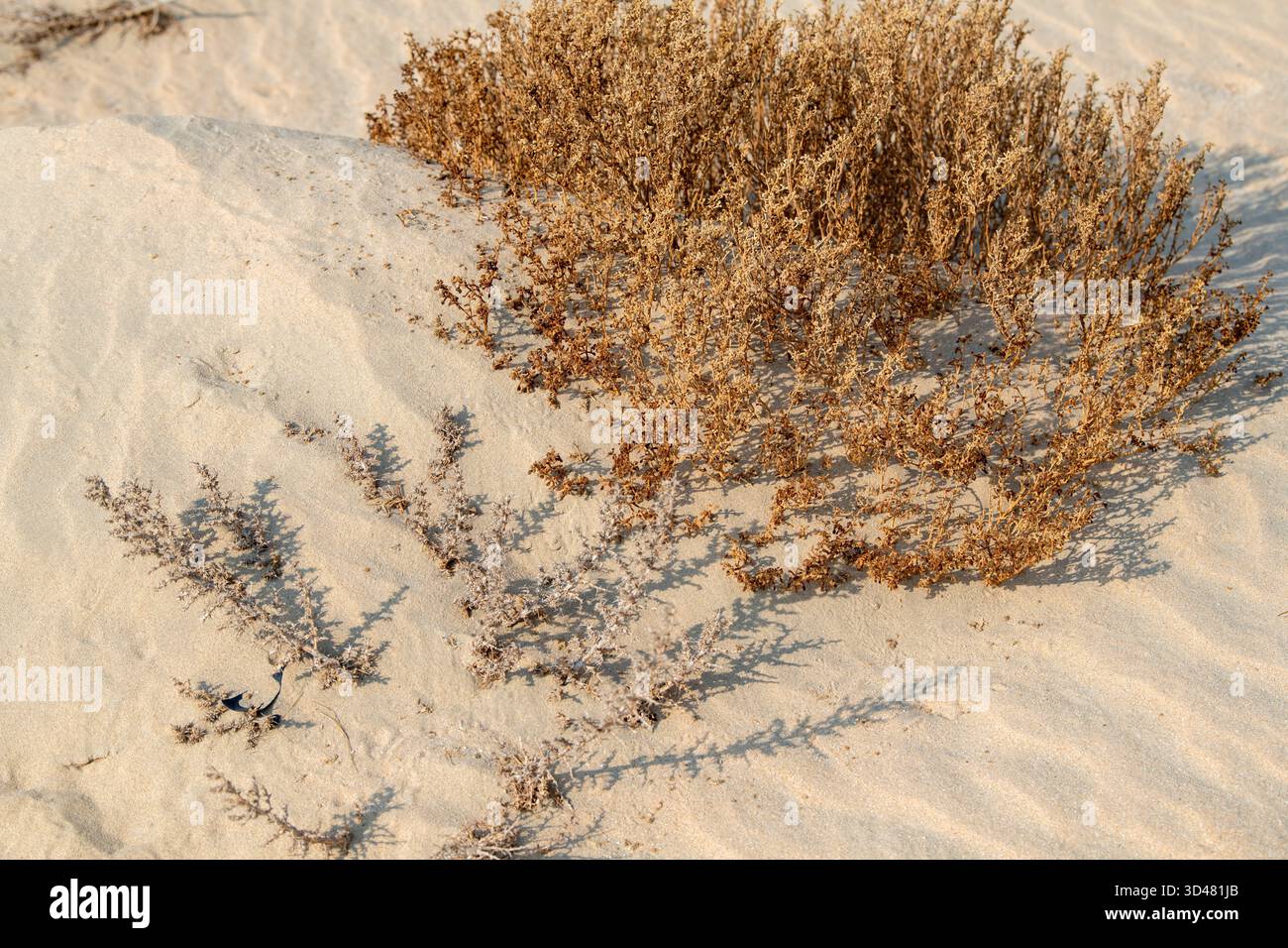Doha, Qatar - 30 ottobre 2025: Primo piano di piante verdi del deserto che crescono in sabbia secca sotto la luce calda del sole. Pianta alofita del deserto del Qatar Foto Stock