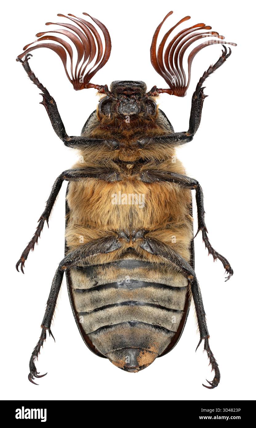 Scarabeo fossile Polyphylla fullo. Insetto visto dal lato ventrale, isolato su uno sfondo bianco. Foto Stock