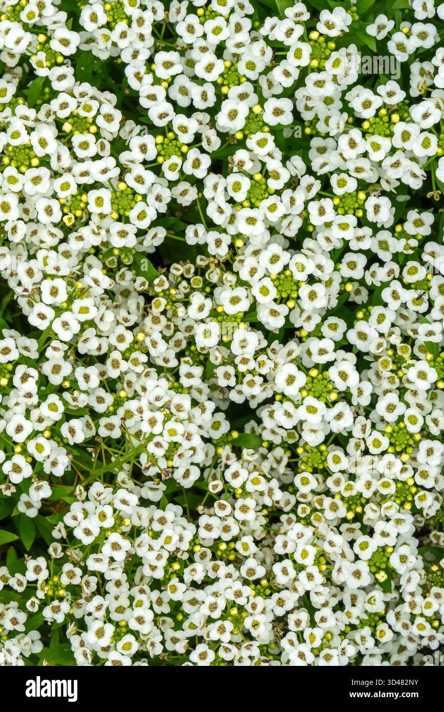 Alyssum 'Giga White' (Lobularia maritima) una pianta estiva in fiore con un fiore estivo bianco comunemente noto come Alyssum maritimum, Sweet Alison An Foto Stock