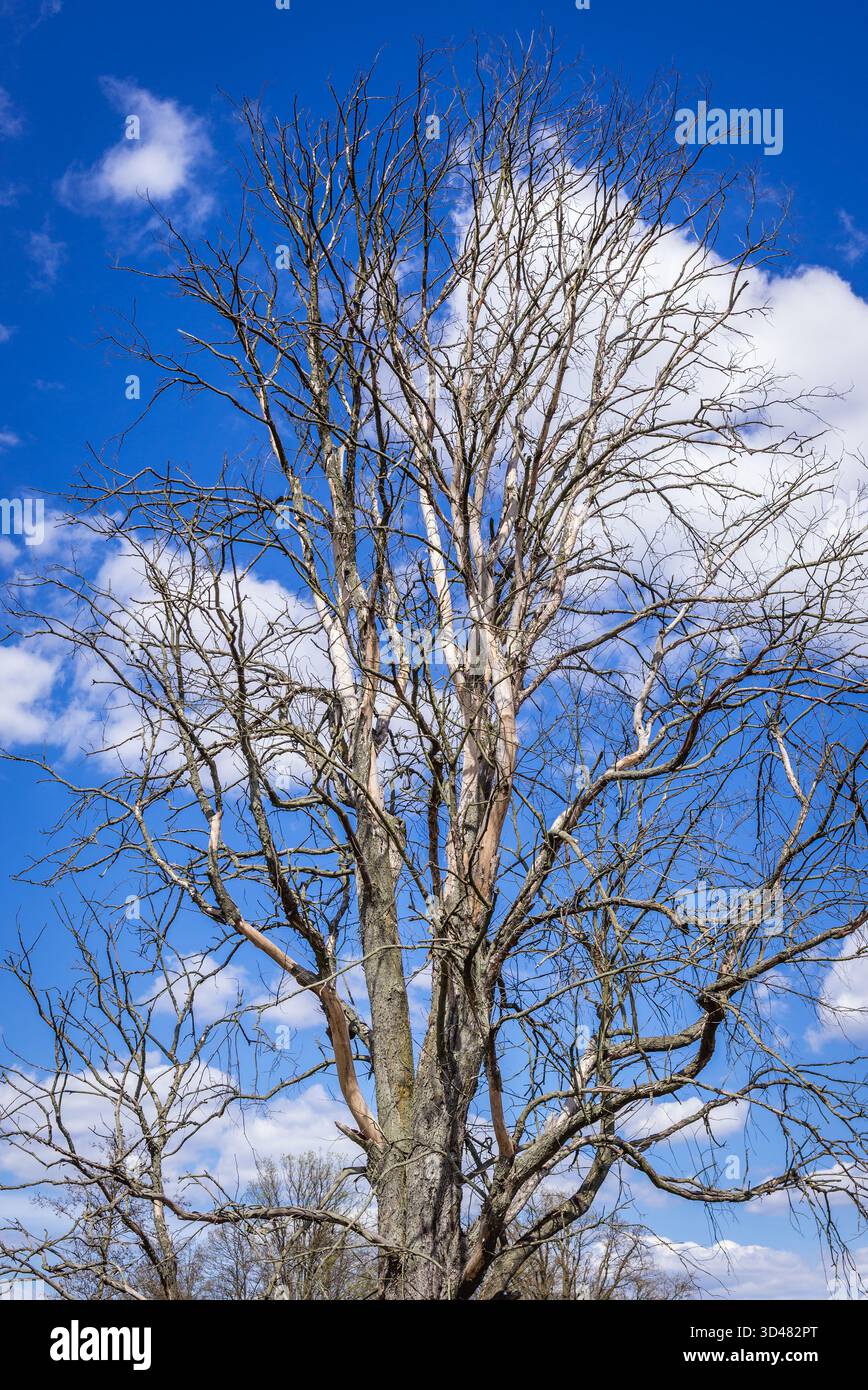 Albero essiccato su una riva del fiume Liwiec vicino al villaggio di Wolka Paplinska nella regione di Mazowsze in Polonia Foto Stock