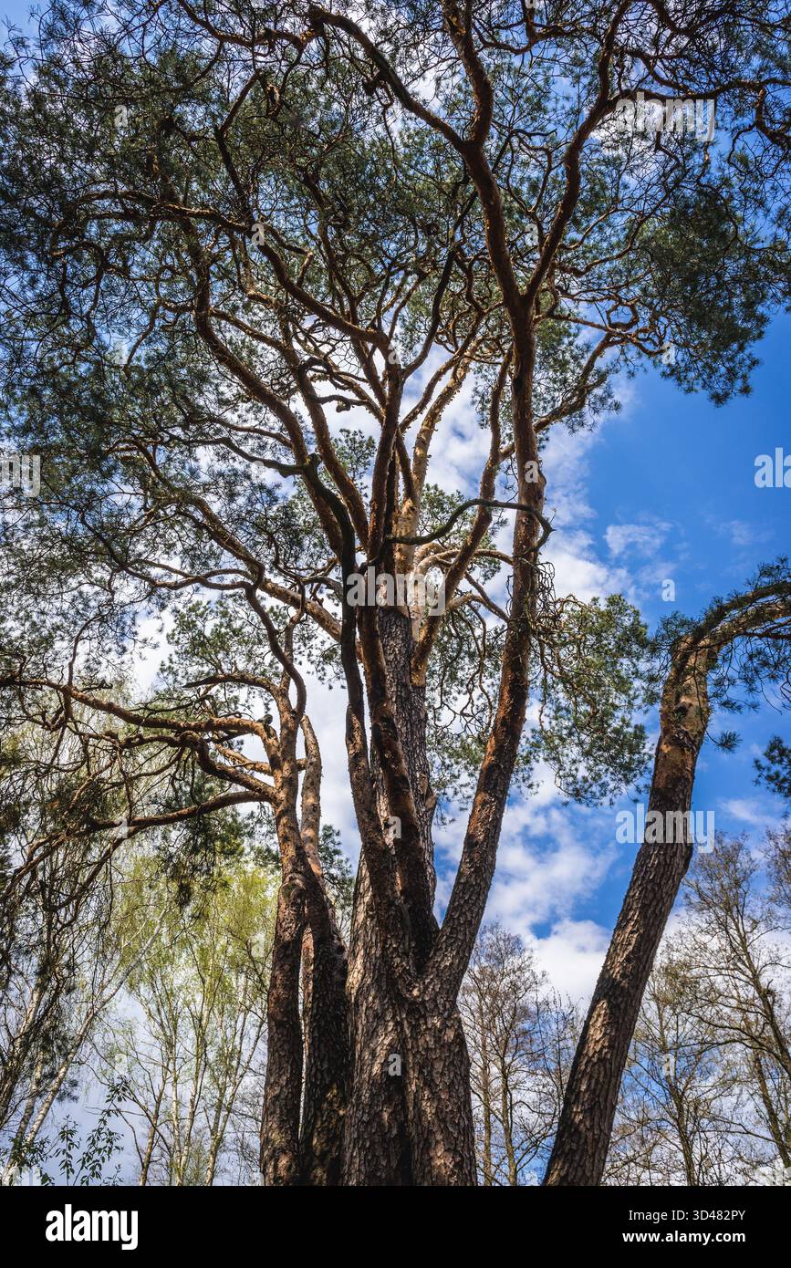 Vecchio pino chiamato Wszebora a Minsk Mazowiecki, il più antico pino della Polonia Foto Stock