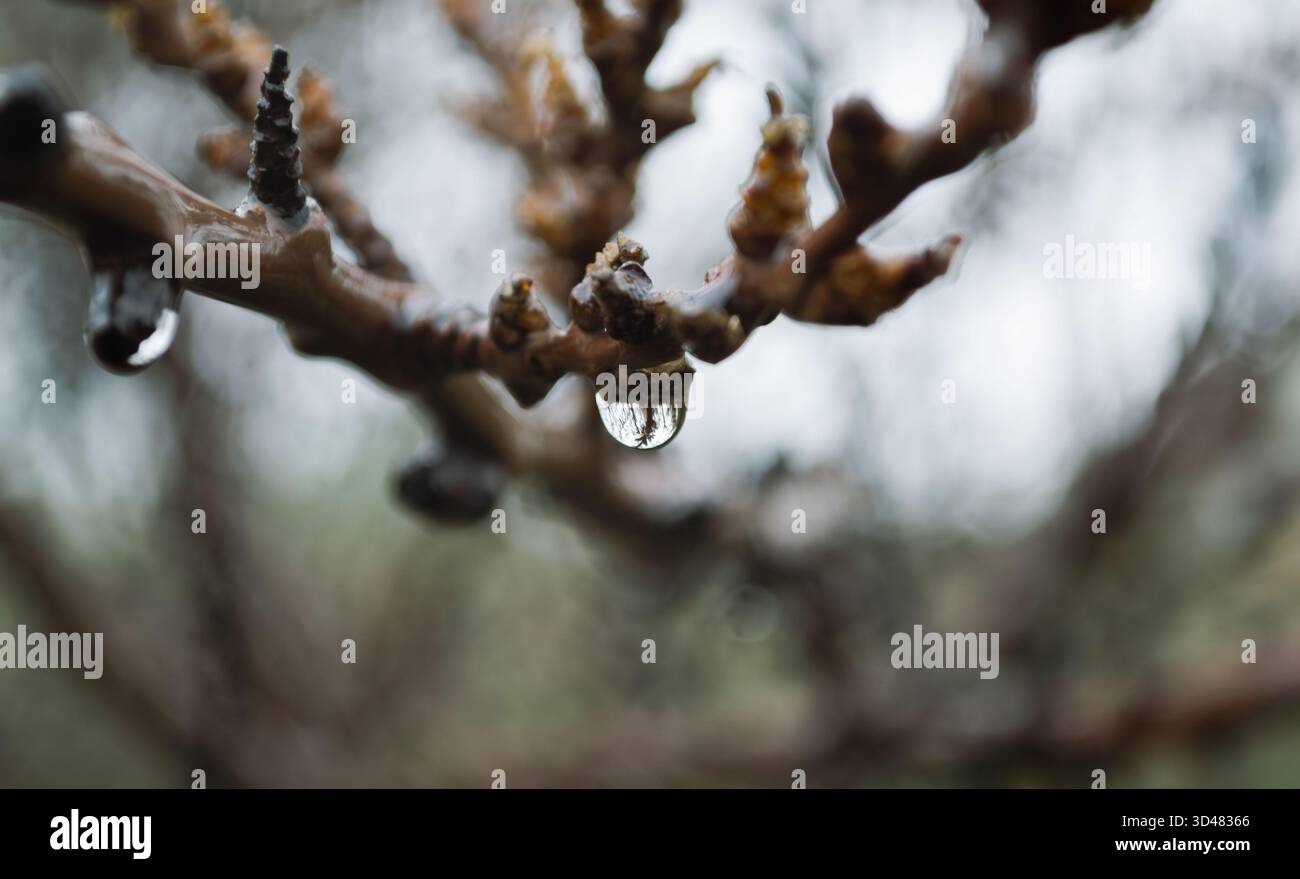 Una goccia di pioggia appesa su un ramo in primo piano Foto Stock