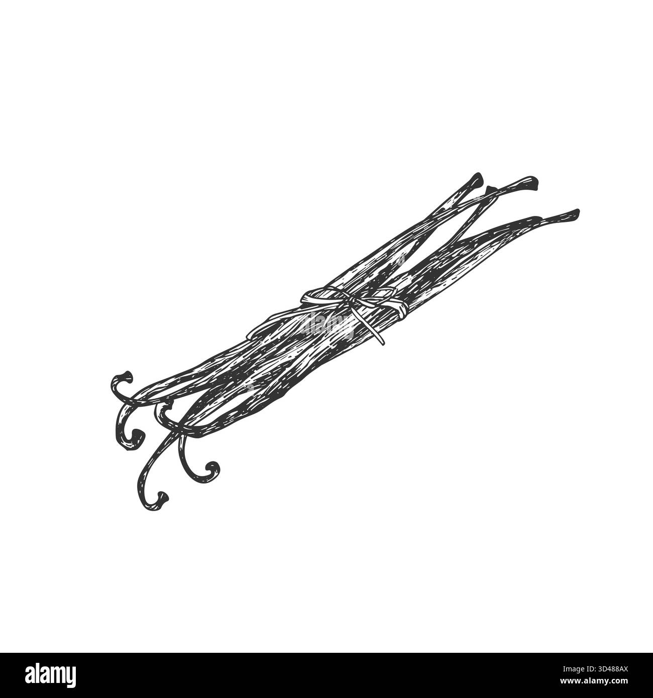 Un mucchio di vaniglia legato con un nastro. Illustrazione vettoriale disegnata a mano. Baccelli in bianco e nero Illustrazione Vettoriale