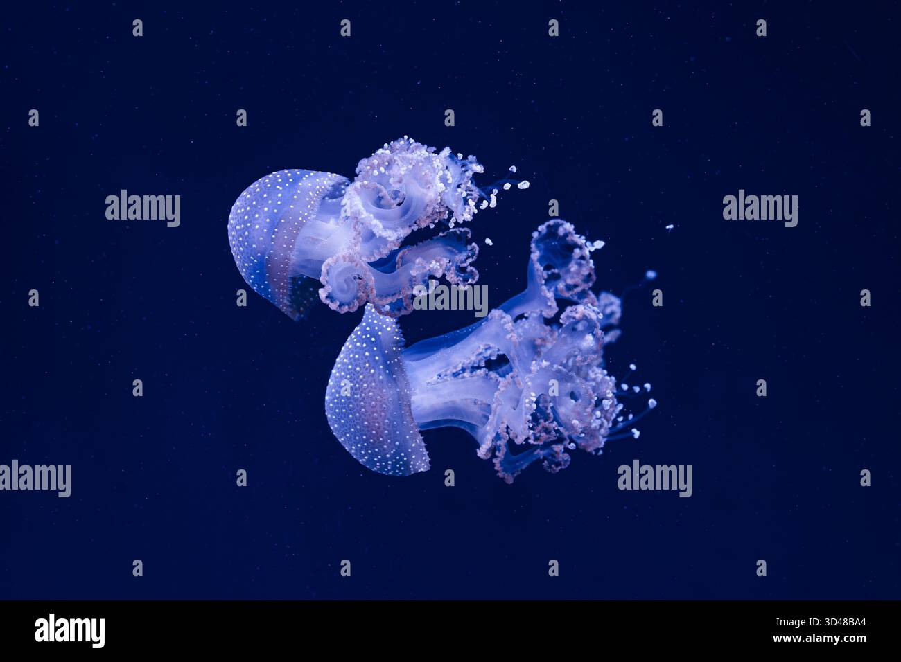 Gruppo di Phyllorhiza punctata o meduse australiane che si spostano aggraziatamente nelle acque blu profonde dell'acquario. Animale, organismo acquatico, sott'acqua Foto Stock