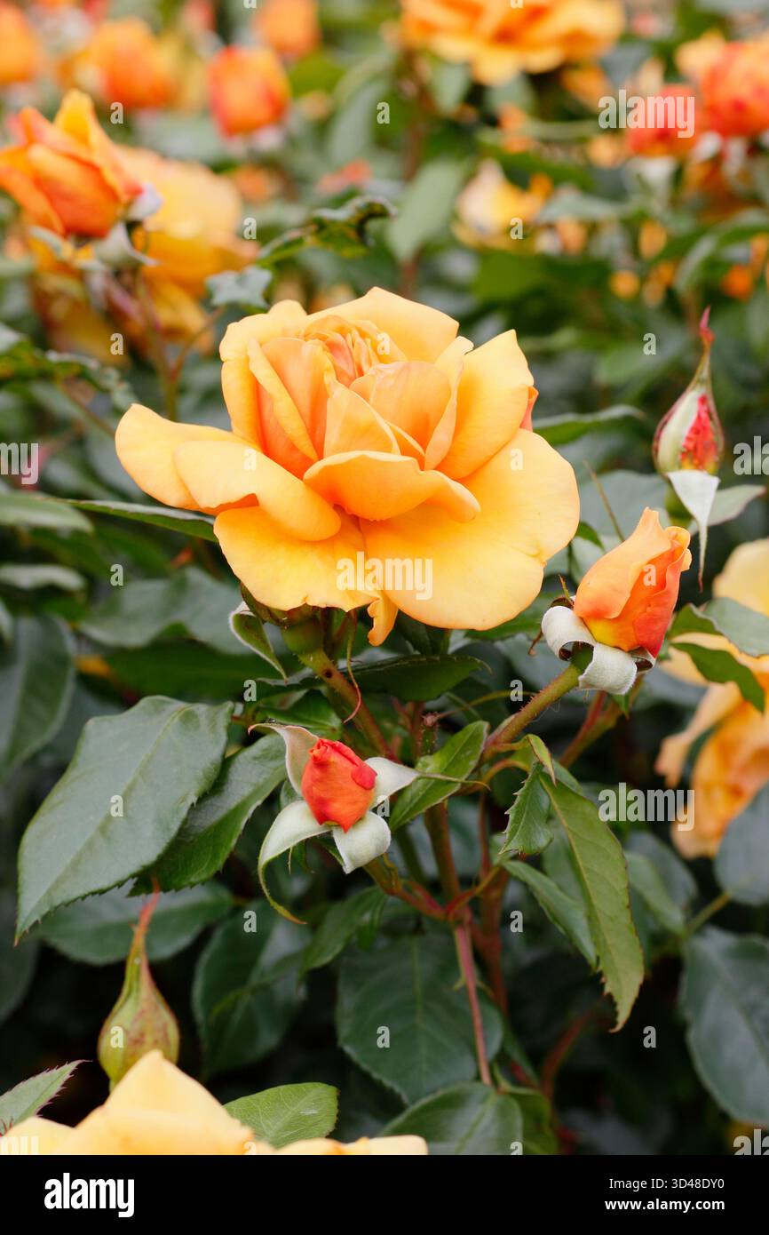 Due fiori arancioni profumati di rosa Golden Beauty: Rosa vigorosa e resistente. Foto Stock