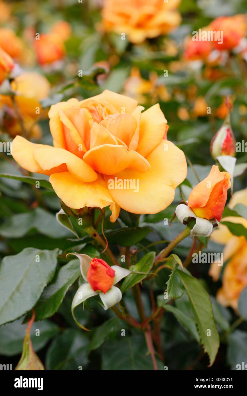 Due fiori arancioni profumati di rosa Golden Beauty: Rosa vigorosa e resistente. Foto Stock