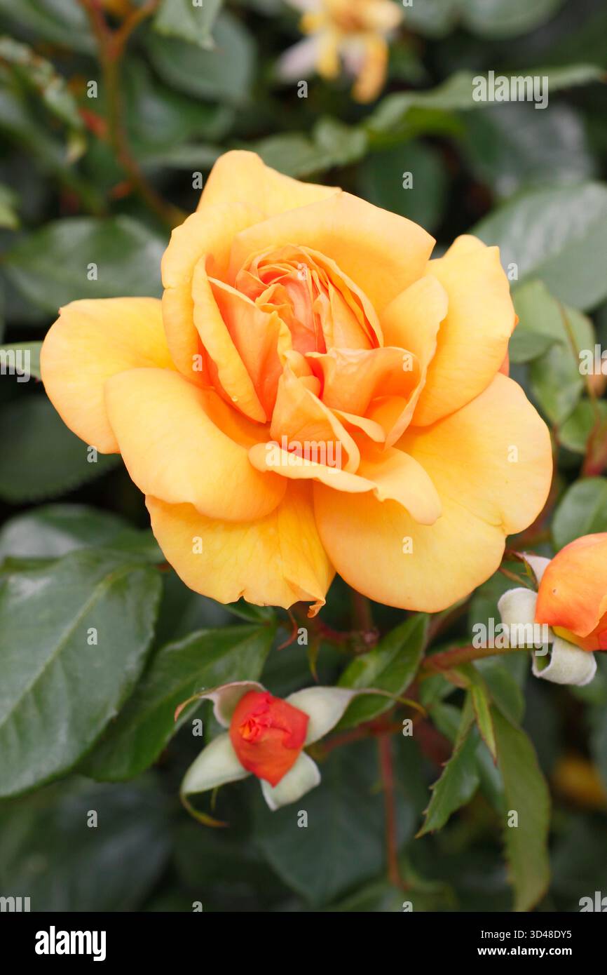 Due fiori arancioni profumati di rosa Golden Beauty: Rosa vigorosa e resistente. Foto Stock