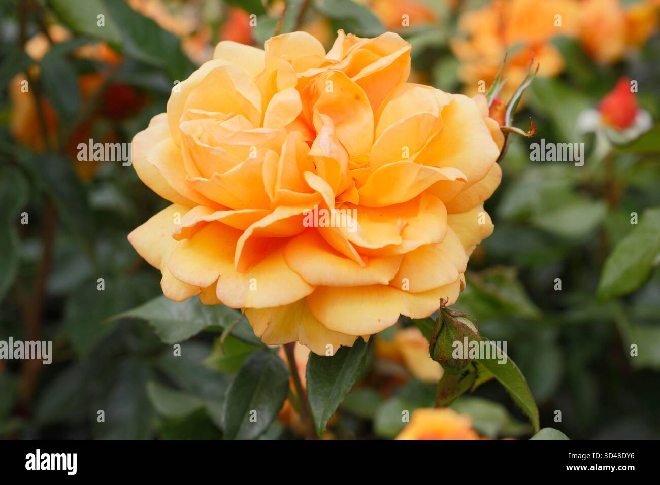 Due fiori arancioni profumati di rosa Golden Beauty: Rosa vigorosa e resistente. Foto Stock