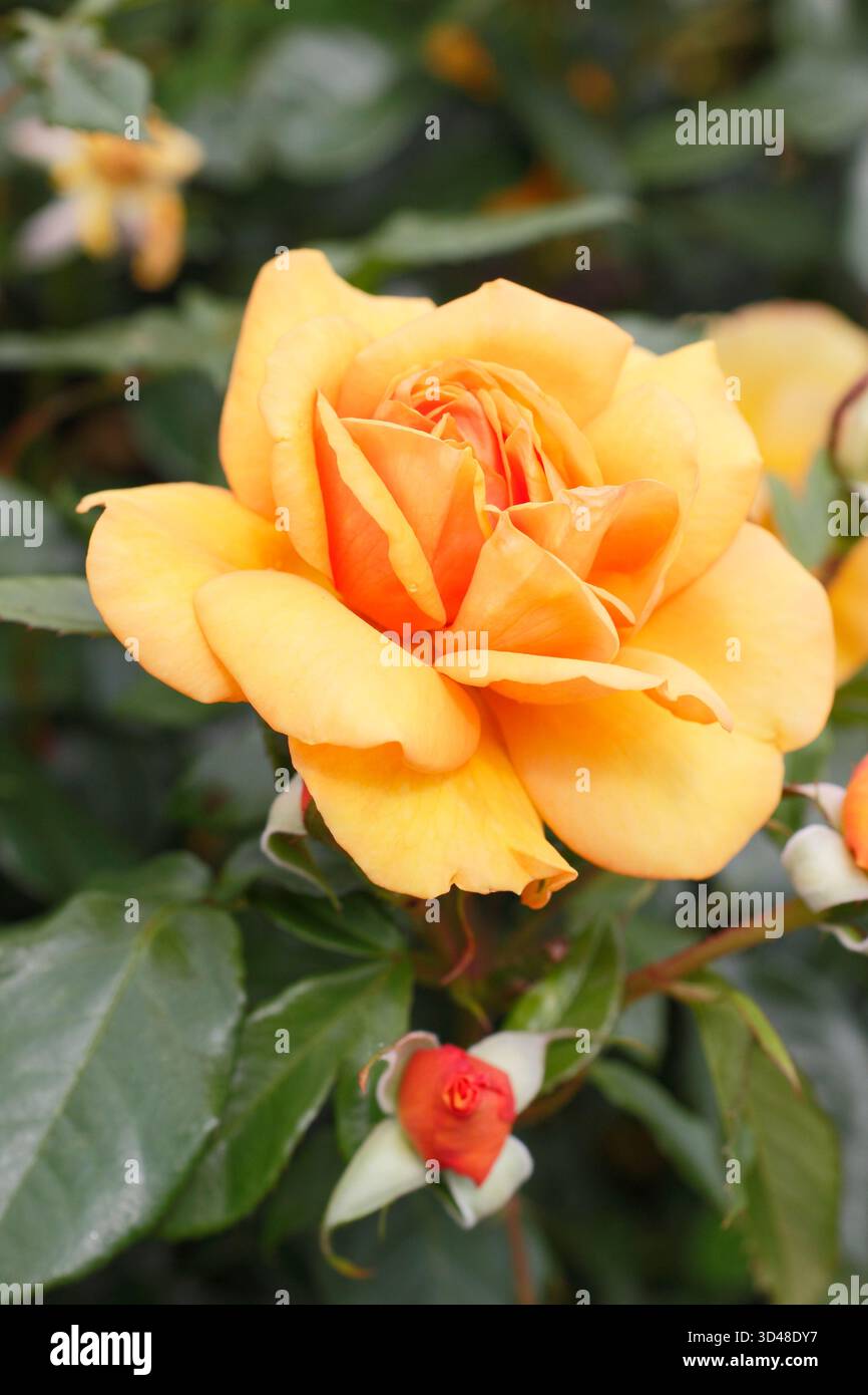 Due fiori arancioni profumati di rosa Golden Beauty: Rosa vigorosa e resistente. Foto Stock