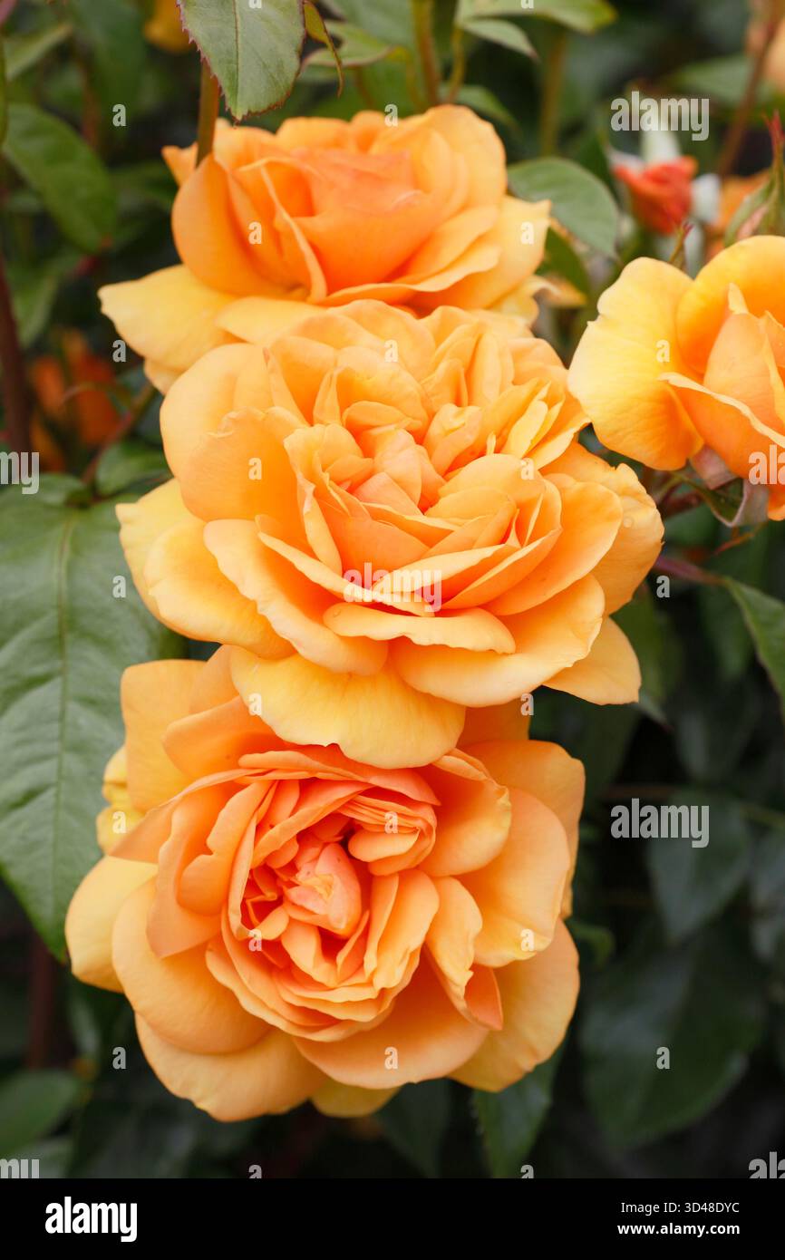 Due fiori arancioni profumati di rosa Golden Beauty: Rosa vigorosa e resistente. Foto Stock
