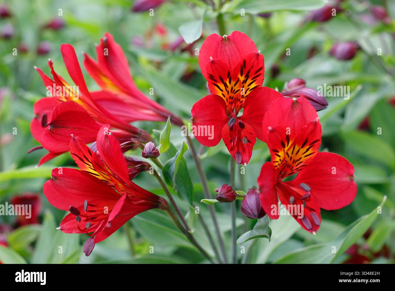 Alstroemeria 'Red Beauty', giglio peruviano con grappoli di fiori a forma di imbuto rosso brillante Foto Stock