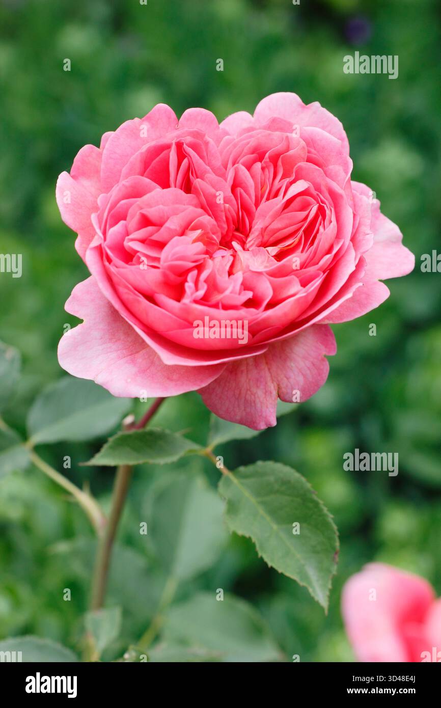 Rosa Boscobel, rosa arbustiva inglese chiamata anche Auscousin, allevata da David Austin. Foto Stock