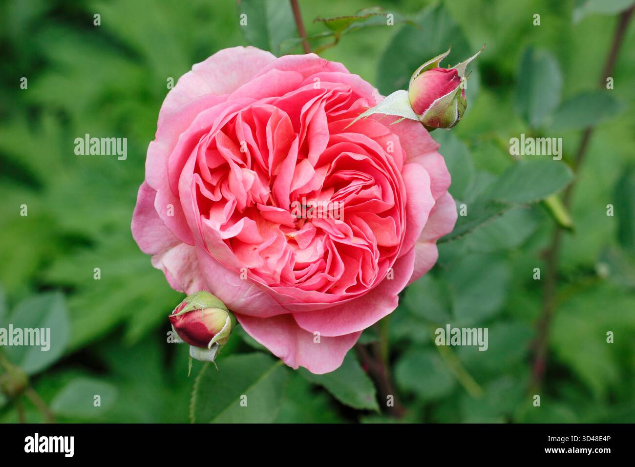 Rosa Boscobel, rosa arbustiva inglese chiamata anche Auscousin, allevata da David Austin. Foto Stock