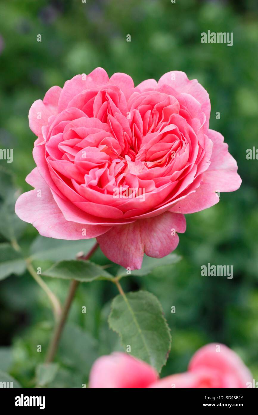 Rosa Boscobel, rosa arbustiva inglese chiamata anche Auscousin, allevata da David Austin. Foto Stock