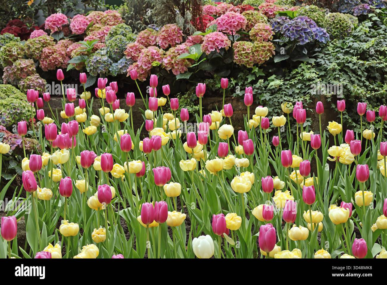 Accattivanti tulipani Triumph viola in fiore con tulipani doppi gialli con ortensie sullo sfondo Foto Stock