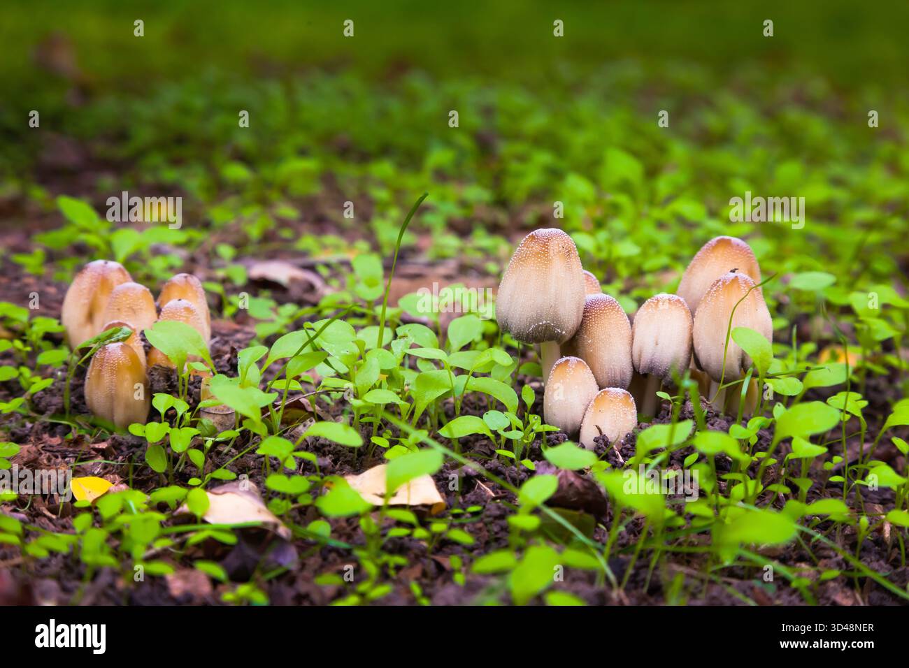 Funghi velenosi in un prato verde. Funghi di sgabello pallido Foto Stock