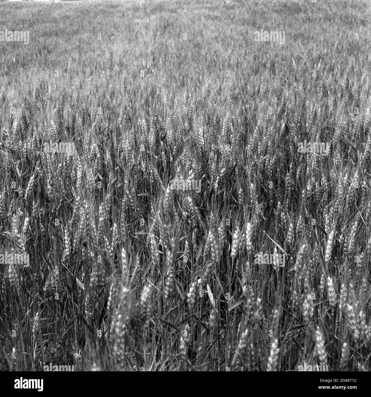 Foto in bianco e nero di un campo di grano Hasselblad, estetica analogica, tranquillo paesaggio rurale dall'atmosfera intramontabile e minimalista. Foto Stock
