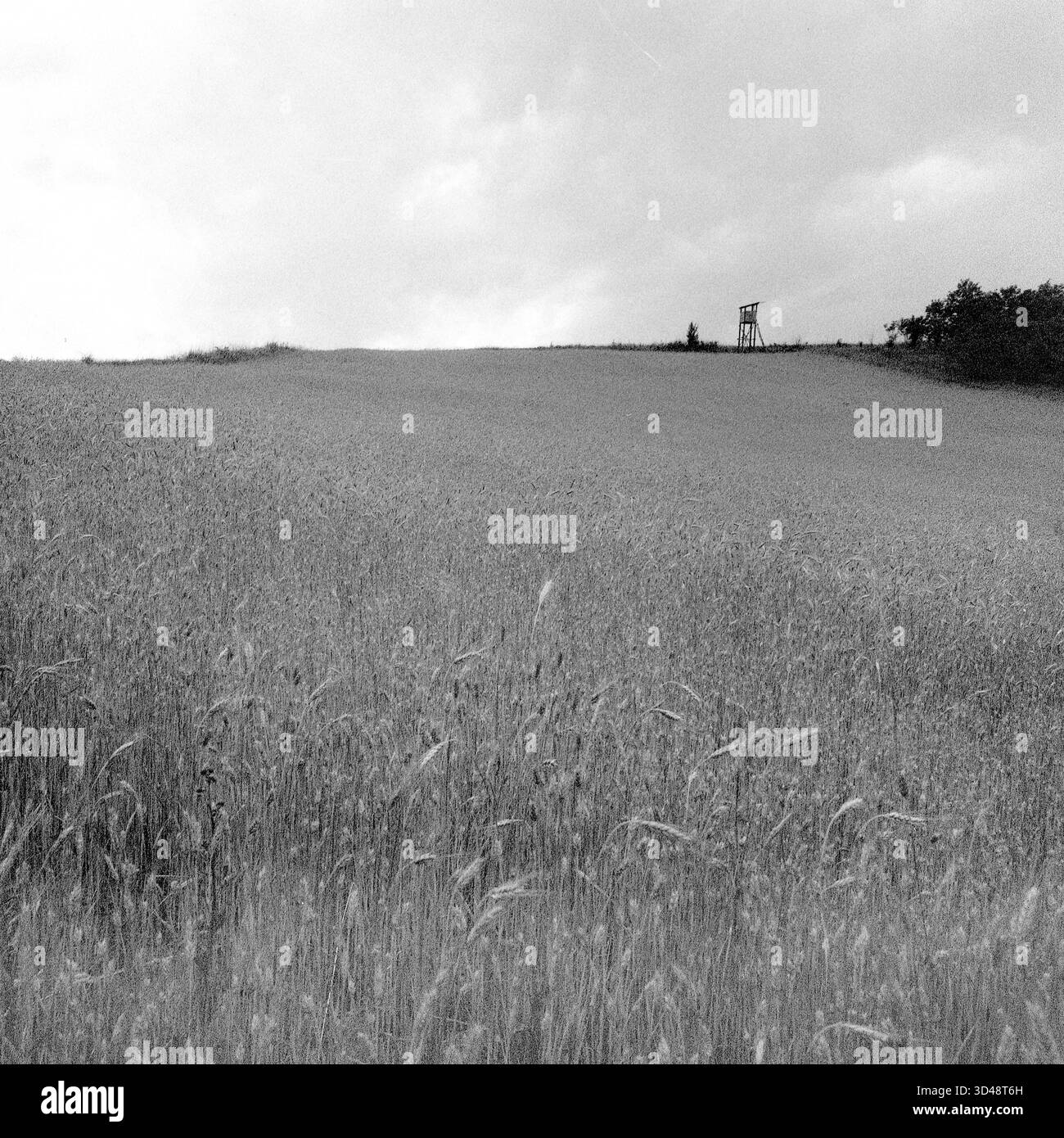 Foto in bianco e nero di un campo di grano Hasselblad, estetica analogica, tranquillo paesaggio rurale dall'atmosfera intramontabile e minimalista. Foto Stock