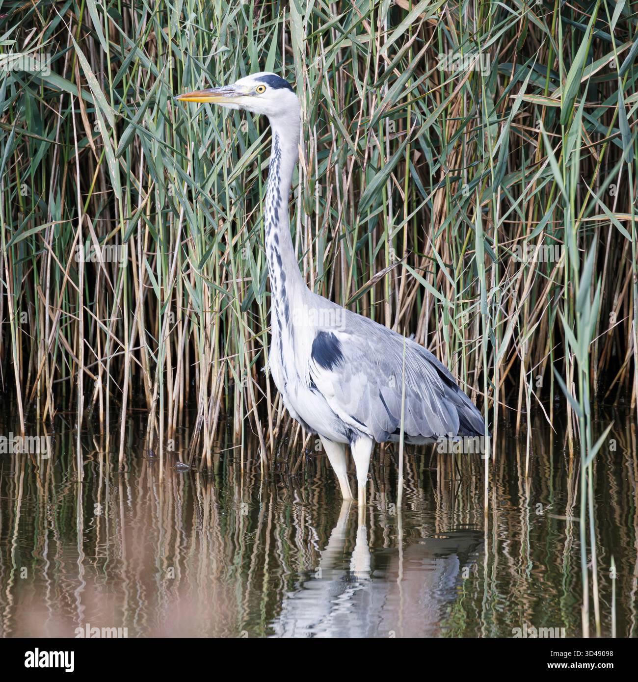 Gli aironi sono uccelli a zampa lunga, a collo lungo, d'acqua dolce e costieri della famiglia degli Ardeidae Foto Stock