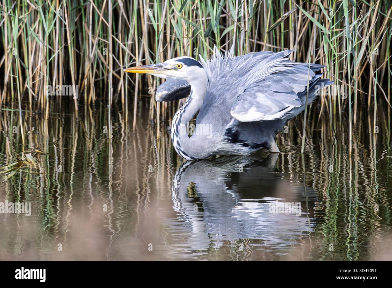 Gli aironi sono uccelli a zampa lunga, a collo lungo, d'acqua dolce e costieri della famiglia degli Ardeidae Foto Stock