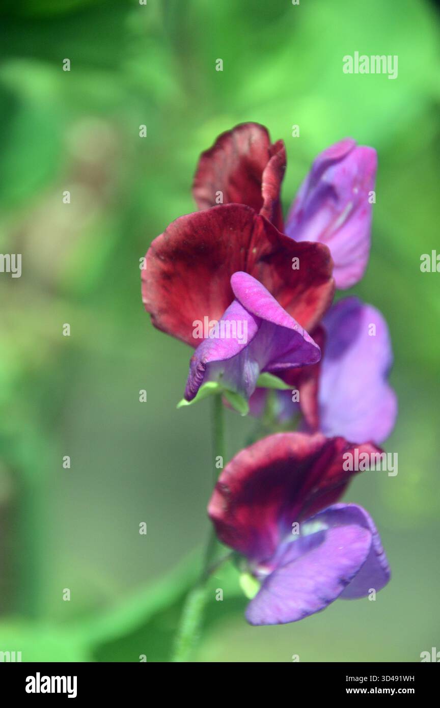Viola/Maroon Bicolored Lathyrus Odoratus "Cupani" (pisello dolce) Fiori in mostra ai confini presso RHS Garden Harlow Carr, Harrogate, Yorkshire, Regno Unito. Foto Stock