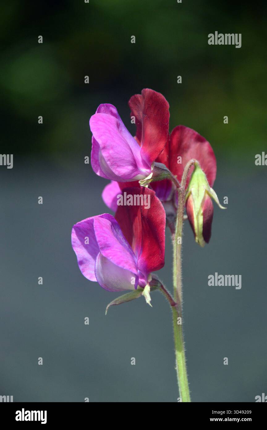 Viola/Maroon Bicolored Lathyrus Odoratus "Cupani" (pisello dolce) Fiori in mostra ai confini presso RHS Garden Harlow Carr, Harrogate, Yorkshire, Regno Unito. Foto Stock