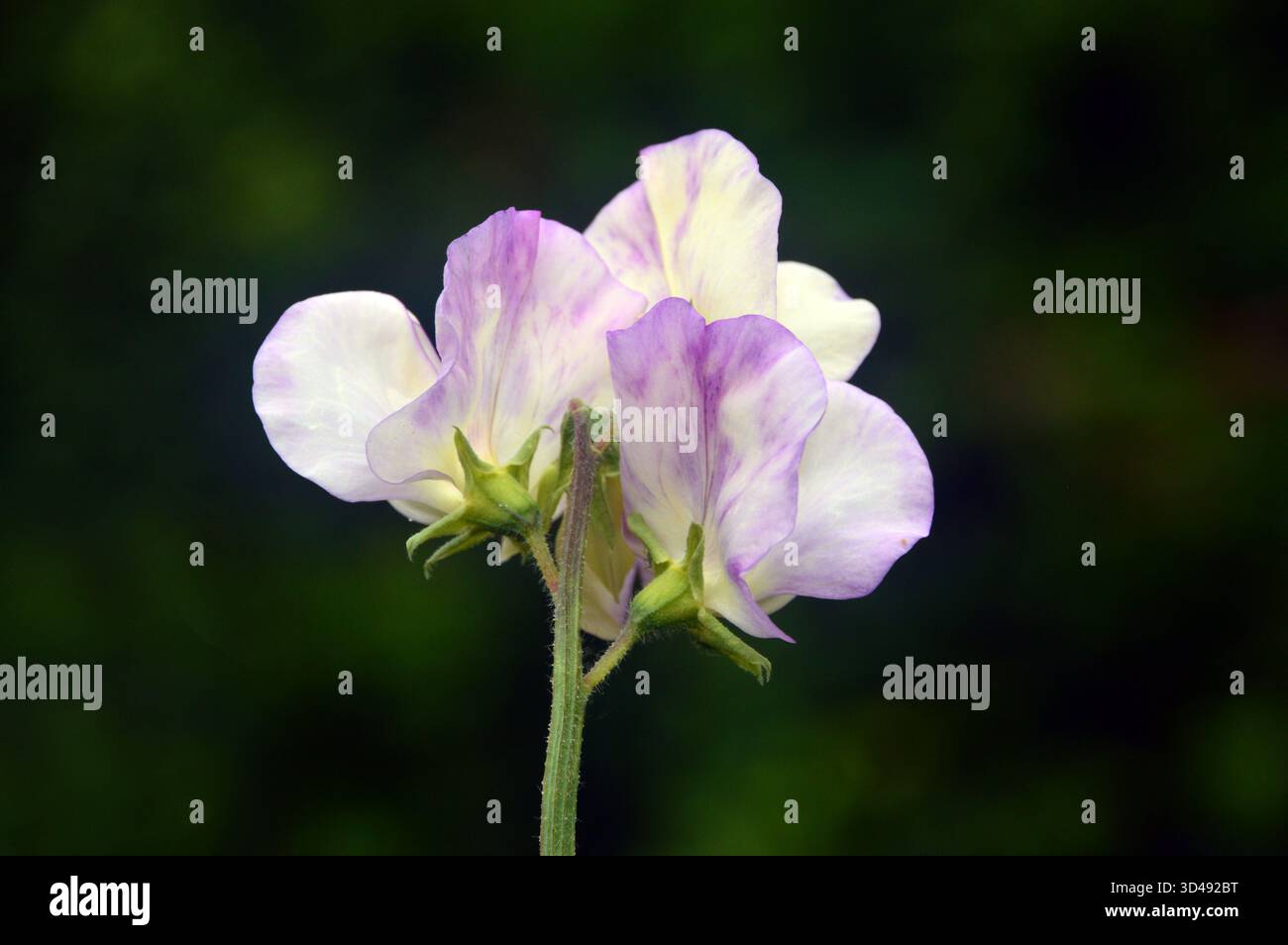 White/Purple Lathyrus Odoratus "High Scent" (pisello dolce) Fiori in mostra al confine presso RHS Garden Harlow Carr, Harrogate, Yorkshire, Regno Unito. Foto Stock