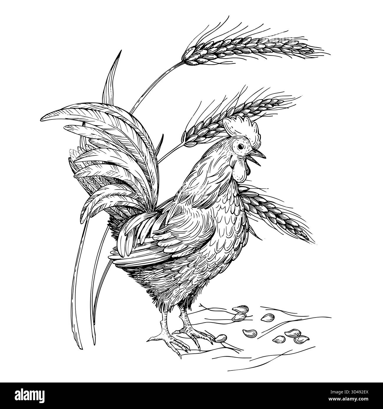 Composizione del gallo in piedi vicino al grano e ai semi. Illustrazione realizzata a mano in stile inchiostro vettoriale. Per progettazione di imballaggi, schede, copertina, stampe, prodotti Illustrazione Vettoriale