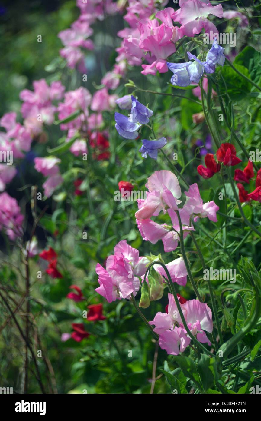 Colorate Fiori di Lathyrus Odoratus (piselli dolci) in mostra ai confini presso RHS Garden Harlow Carr, Harrogate, Yorkshire, Inghilterra, Regno Unito. Foto Stock